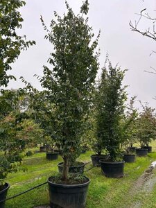 Parrotia persica 400-500 cm container multi-stem