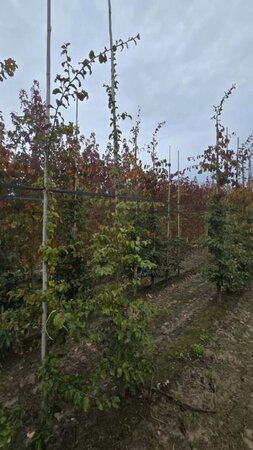 Parrotia persica 6-8 cm met kluit geveerd - afbeelding 1