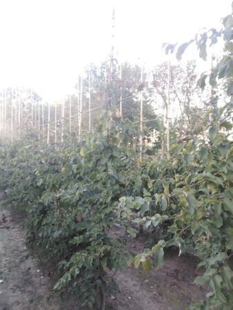 Parrotia persica 6-8 cm met kluit geveerd - afbeelding 2