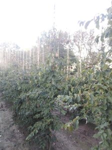 Parrotia persica 6-8 cm met kluit geveerd - afbeelding 2