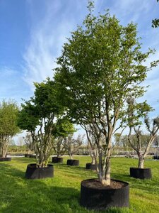 Parrotia persica 700-800 cm WRB multi-stem