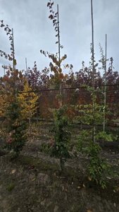 Parrotia persica 8-10 cm met kluit geveerd - afbeelding 1