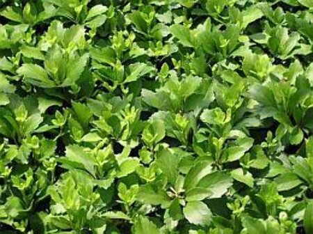 Pachysandra terminalis geen maat specificatie 0,55L/P9cm - afbeelding 1