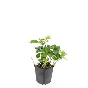 Pachysandra terminalis geen maat specificatie 0,55L/P9cm - afbeelding 5