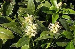 Pachysandra terminalis geen maat specificatie 0,55L/P9cm - afbeelding 13