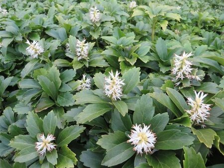 Pachysandra terminalis geen maat specificatie 0,55L/P9cm - afbeelding 10