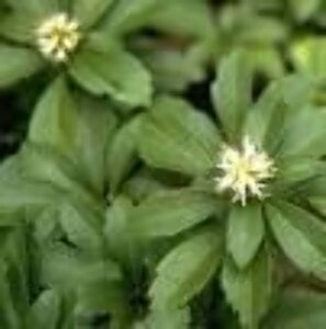 Pachysandra terminalis geen maat specificatie 0,55L/P9cm - afbeelding 12