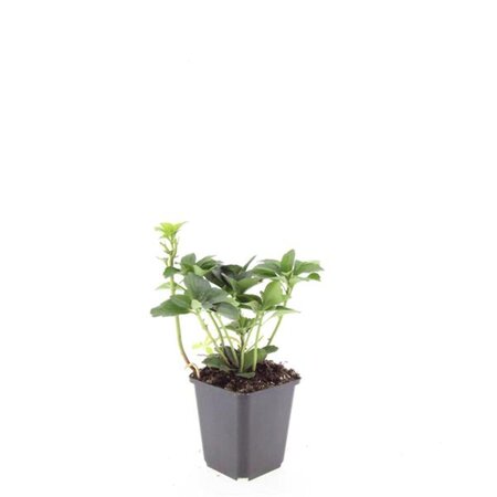 Pachysandra terminalis geen maat specificatie 0,55L/P9cm - afbeelding 3