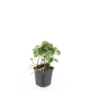 Pachysandra terminalis geen maat specificatie 0,55L/P9cm - afbeelding 2