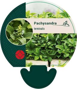 Pachysandra terminalis geen maat specificatie 0,55L/P9cm - afbeelding 7