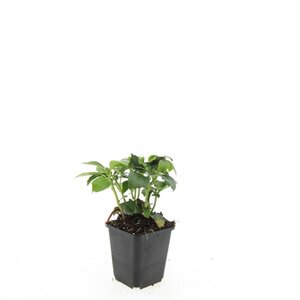 Pachysandra term. 'Green Carpet' geen maat specificatie 0,55L/P9cm - afbeelding 5