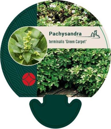 Pachysandra term. 'Green Carpet' geen maat specificatie 0,55L/P9cm - afbeelding 4