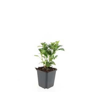 Pachysandra term. 'Green Carpet' geen maat specificatie 0,55L/P9cm - afbeelding 7