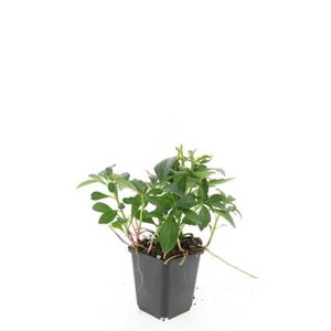 Pachysandra term. 'Green Carpet' geen maat specificatie 0,55L/P9cm - afbeelding 8