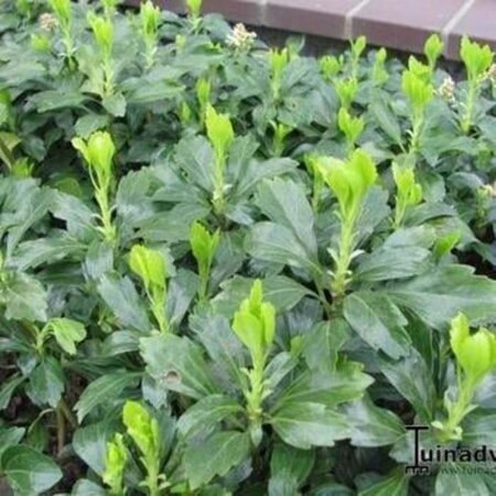 Pachysandra term. 'Green Carpet' geen maat specificatie 0,55L/P9cm - afbeelding 1