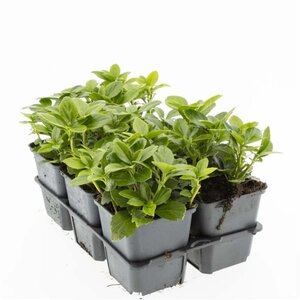 Pachysandra term. 'Green Carpet' geen maat specificatie 0,55L/P9cm - afbeelding 2