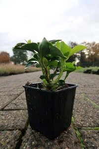 Pachysandra term. 'Green Sheen' geen maat specificatie 0,55L/P9cm - afbeelding 4