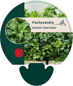 Pachysandra term. 'Green Sheen' geen maat specificatie 0,55L/P9cm - afbeelding 1