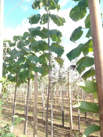 Paulownia tomentosa 14-16 Hoogstam wortelgoed 2 X verplant - afbeelding 2