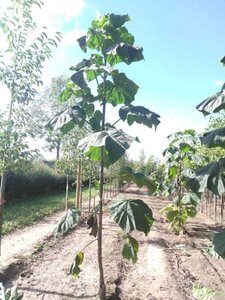 Paulownia tomentosa 14-16 Hoogstam wortelgoed 2 X verplant - afbeelding 1