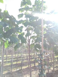 Paulownia tomentosa 18-20 Hoogstam draadkluit 3 X verplant