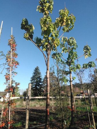 Paulownia tomentosa 40-45 Hoogstam draadkluit 4 X verplant