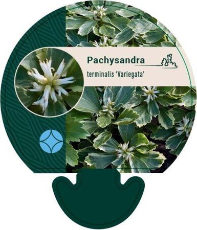 Pachysandra term. 'Variegata' geen maat specificatie 0,55L/P9cm - afbeelding 2