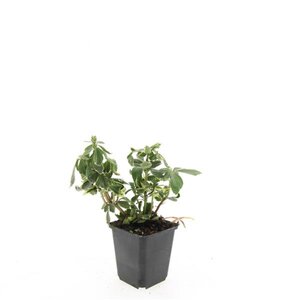 Pachysandra term. 'Variegata' geen maat specificatie 0,55L/P9cm - afbeelding 5