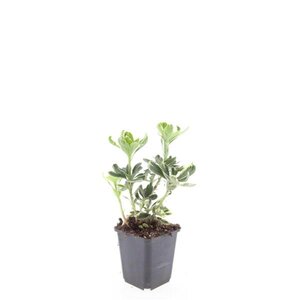 Pachysandra term. 'Variegata' geen maat specificatie 0,55L/P9cm - afbeelding 6