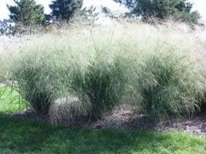 Panicum virgatum 'Cloud Nine' geen maat specificatie 0,55L/P9cm - image 2