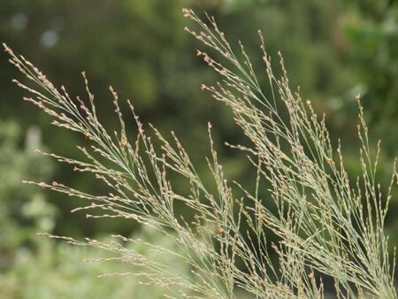 Panicum virgatum 'Dallas Blues' geen maat specificatie 0,55L/P9cm - afbeelding 1