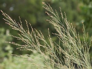 Panicum virgatum 'Dallas Blues' geen maat specificatie 0,55L/P9cm - image 1