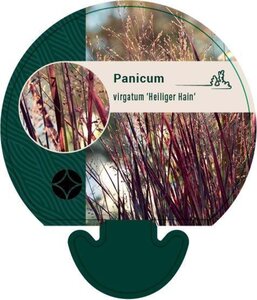 Panicum virgatum 'Heiliger Hain' geen maat specificatie 0,55L/P9cm - afbeelding 3