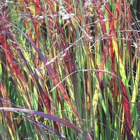 Panicum virgatum 'Heiliger Hain' geen maat specificatie 0,55L/P9cm - afbeelding 2