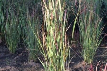 Panicum virgatum 'Heiliger Hain' geen maat specificatie 0,55L/P9cm - afbeelding 1