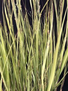 Panicum virgatum 'Heavy Metal' geen maat specificatie 0,55L/P9cm - afbeelding 1