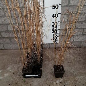 Panicum virgatum 'Heavy Metal' geen maat specificatie 0,55L/P9cm - afbeelding 4