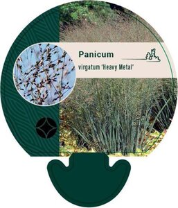 Panicum virgatum 'Heavy Metal' geen maat specificatie 0,55L/P9cm - afbeelding 7