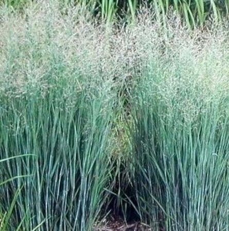 Panicum virgatum 'Heavy Metal' geen maat specificatie 0,55L/P9cm - afbeelding 6