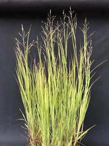 Panicum virgatum 'Heavy Metal' geen maat specificatie 0,55L/P9cm - afbeelding 2