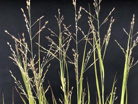 Panicum virgatum 'Heavy Metal' geen maat specificatie 0,55L/P9cm - afbeelding 3