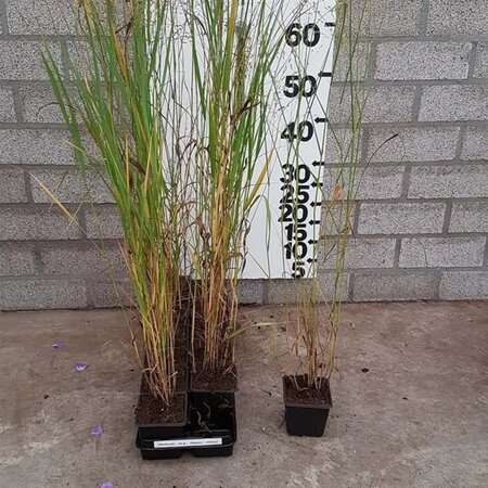 Panicum virgatum 'Heavy Metal' geen maat specificatie 0,55L/P9cm - afbeelding 5