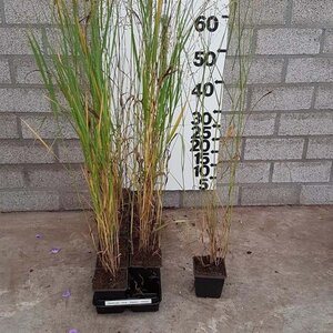 Panicum virgatum 'Heavy Metal' geen maat specificatie 0,55L/P9cm - afbeelding 5