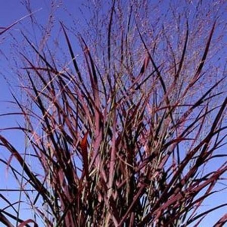 Panicum virgatum 'Hot Rod' geen maat specificatie 0,55L/P9cm