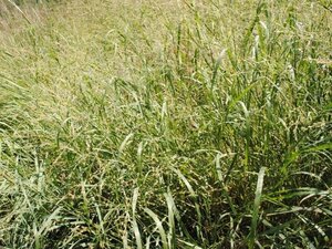 Panicum virgatum geen maat specificatie cont. 2,0L - afbeelding 1