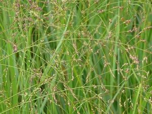 Panicum virgatum geen maat specificatie cont. 2,0L - afbeelding 2