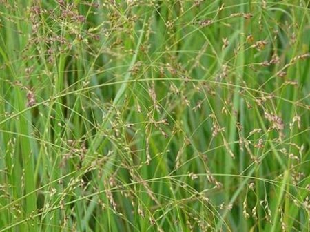 Panicum virgatum geen maat specificatie cont. 2,0L - image 2