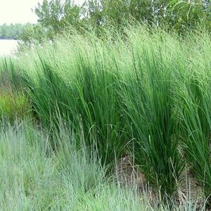 Panicum virgatum 'Northwind' geen maat specificatie 0,55L/P9cm - afbeelding 6