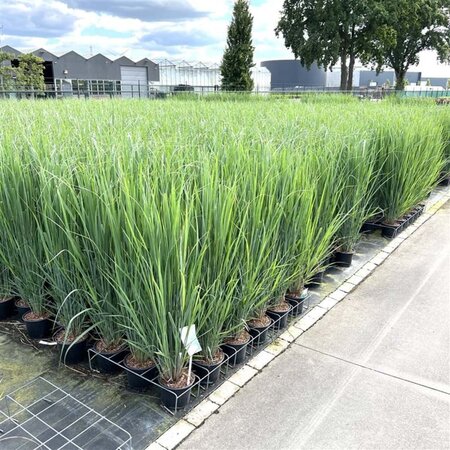 Panicum virgatum 'Northwind' geen maat specificatie 0,55L/P9cm - afbeelding 7