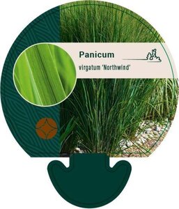 Panicum virgatum 'Northwind' geen maat specificatie 0,55L/P9cm - afbeelding 5